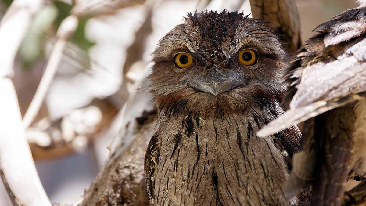 most Instagrammable bird on Earth