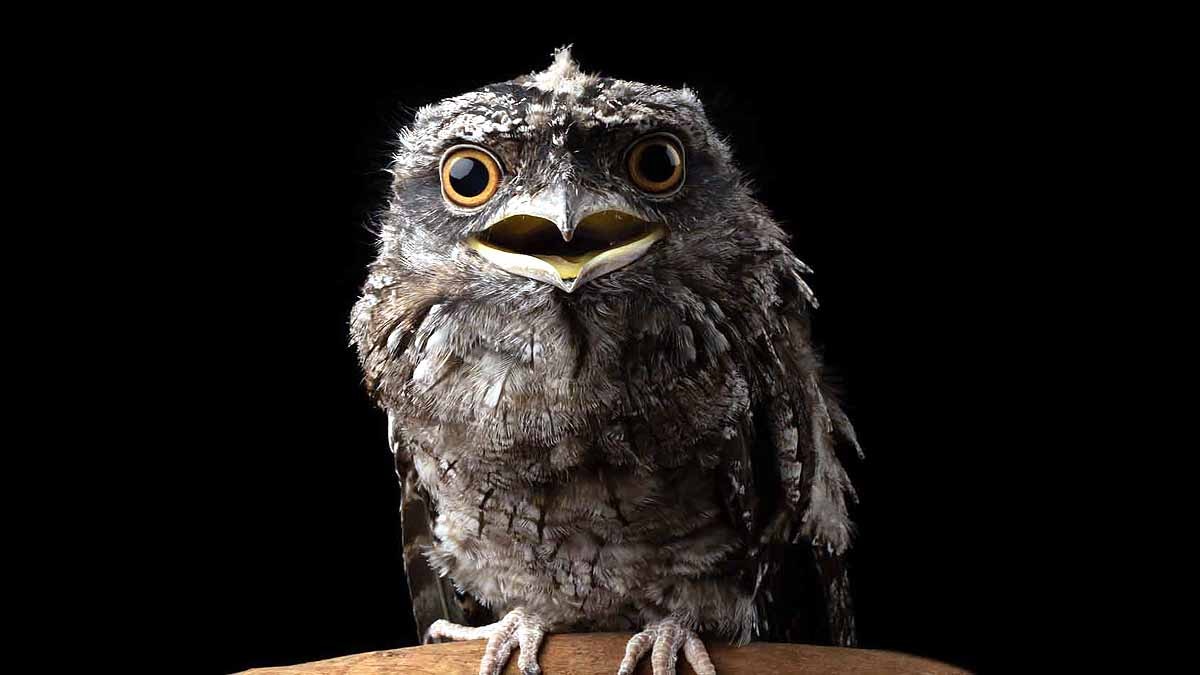 most Instagrammable bird on Earth