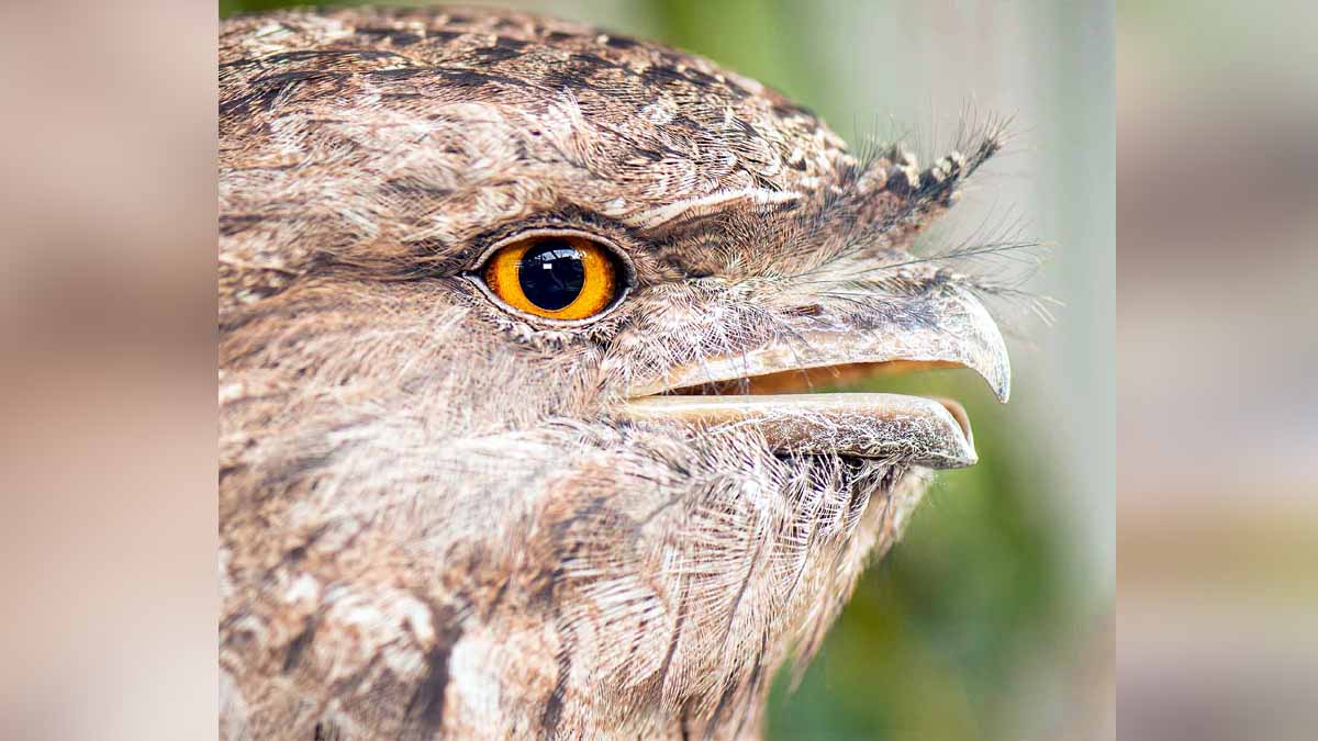 most Instagrammable bird on Earth