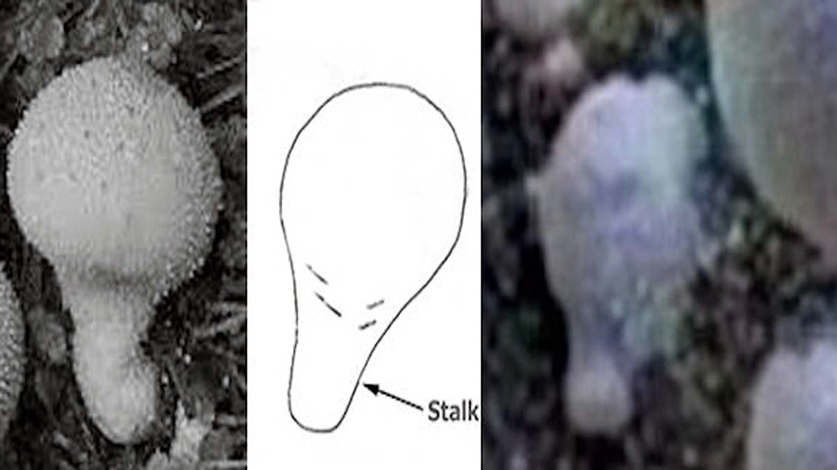 Mushrooms on Mars Alien Life