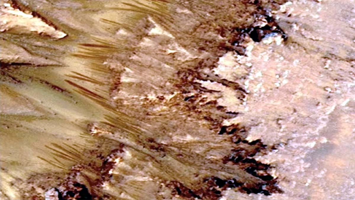 Mushrooms on Mars Alien Life