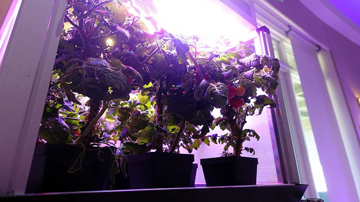 Pak Choi Plants in Space Station