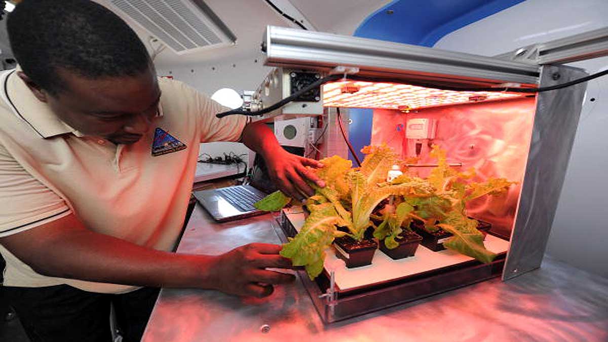 Pak Choi Plants in Space Station