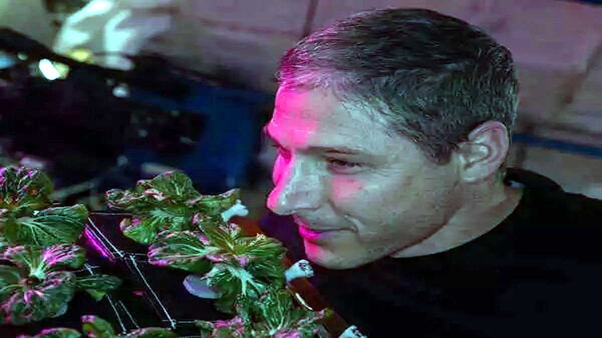 Pak Choi Plants in Space Station