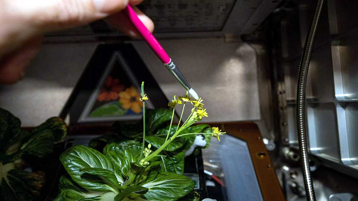 Pak Choi Plants in Space Station