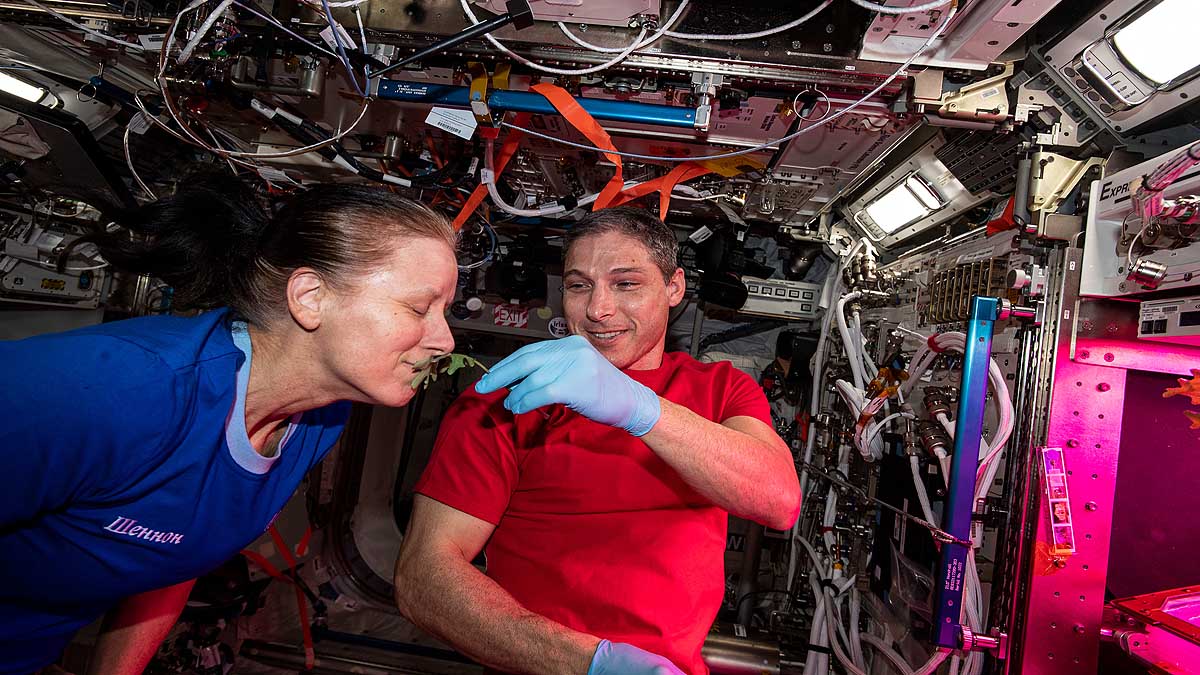 Pak Choi Plants in Space Station