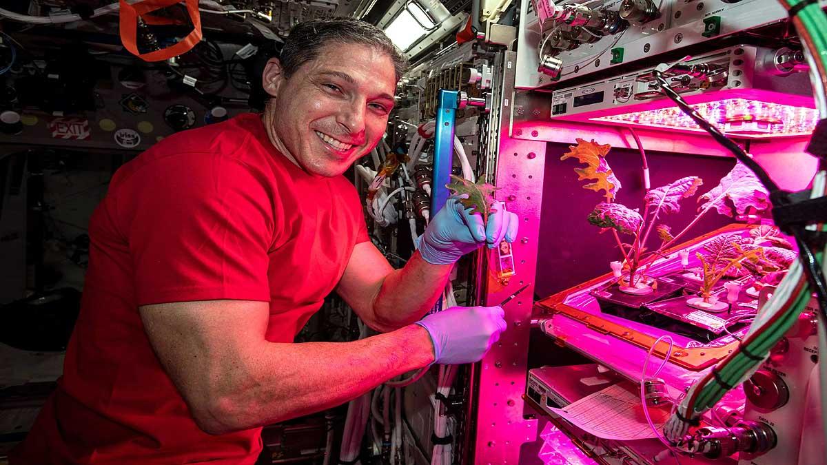 Pak Choi Plants in Space Station