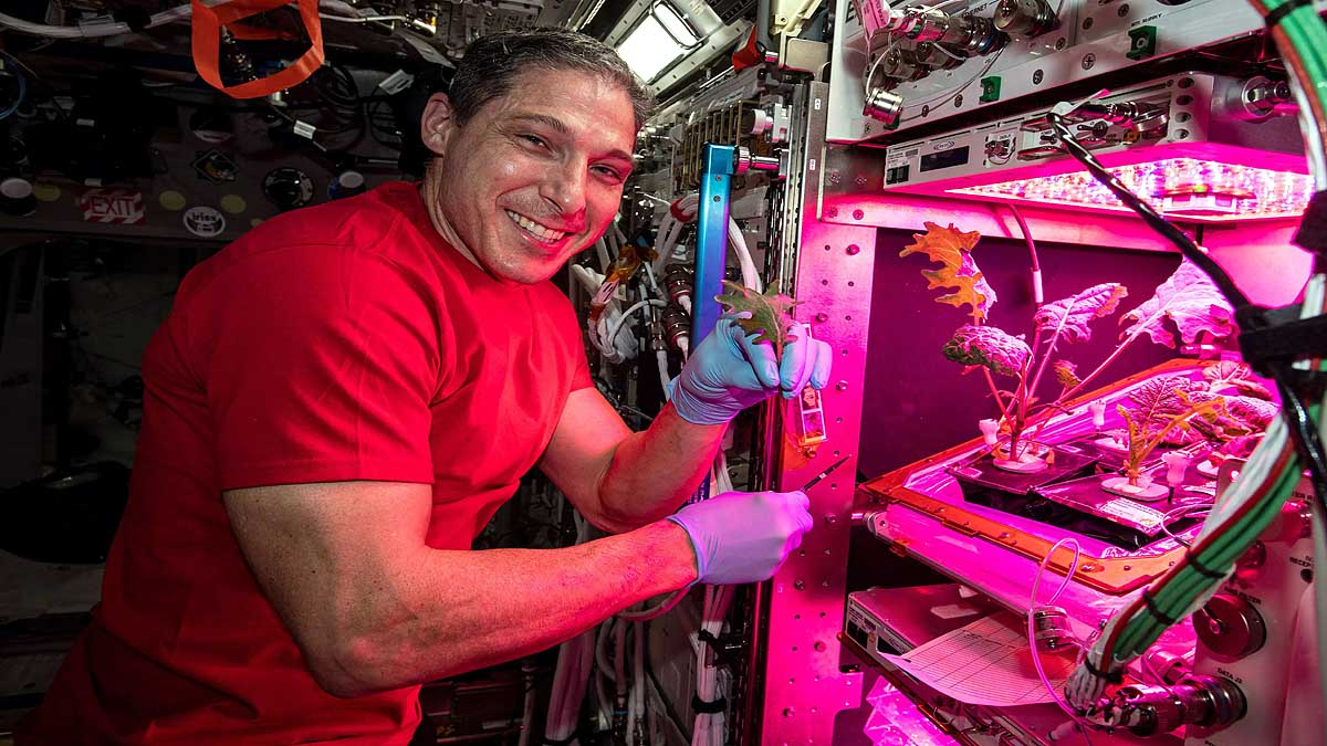Pak Choi Plants in Space Station