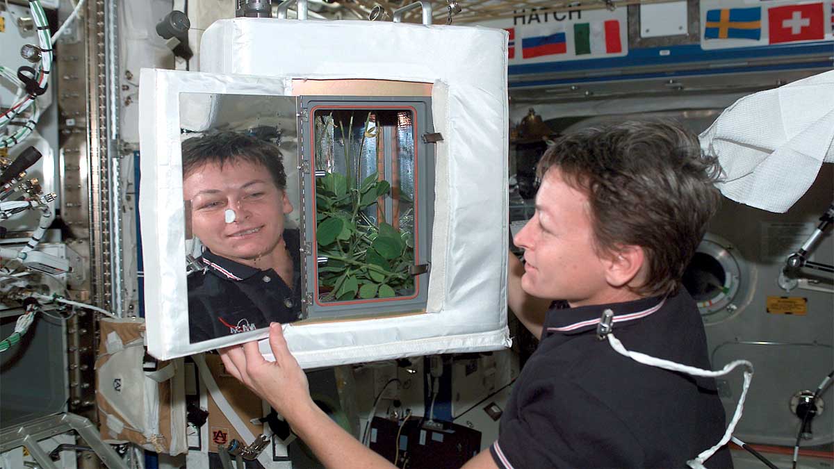 Pak Choi Plants in Space Station