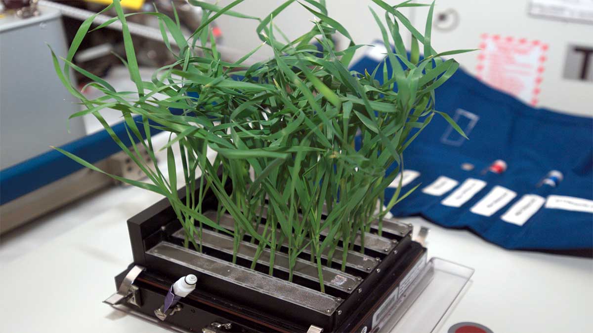 Pak Choi Plants in Space Station