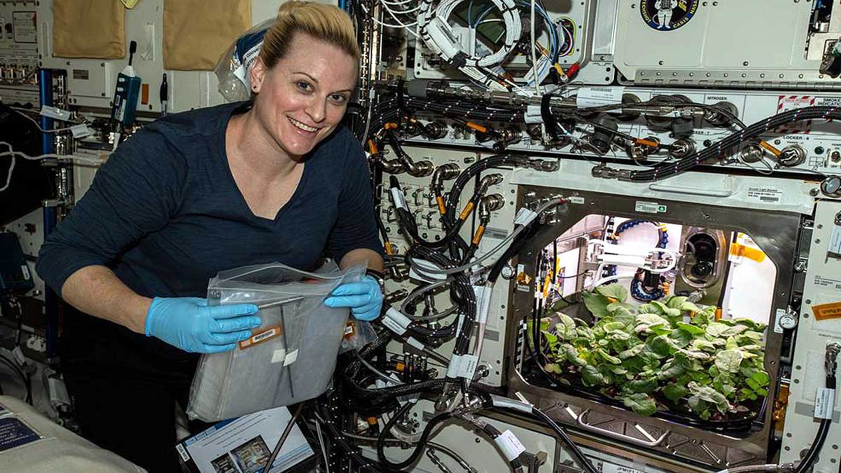Pak Choi Plants in Space Station