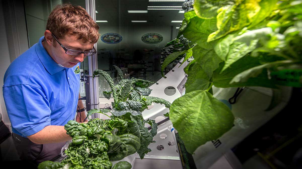 Pak Choi Plants in Space Station
