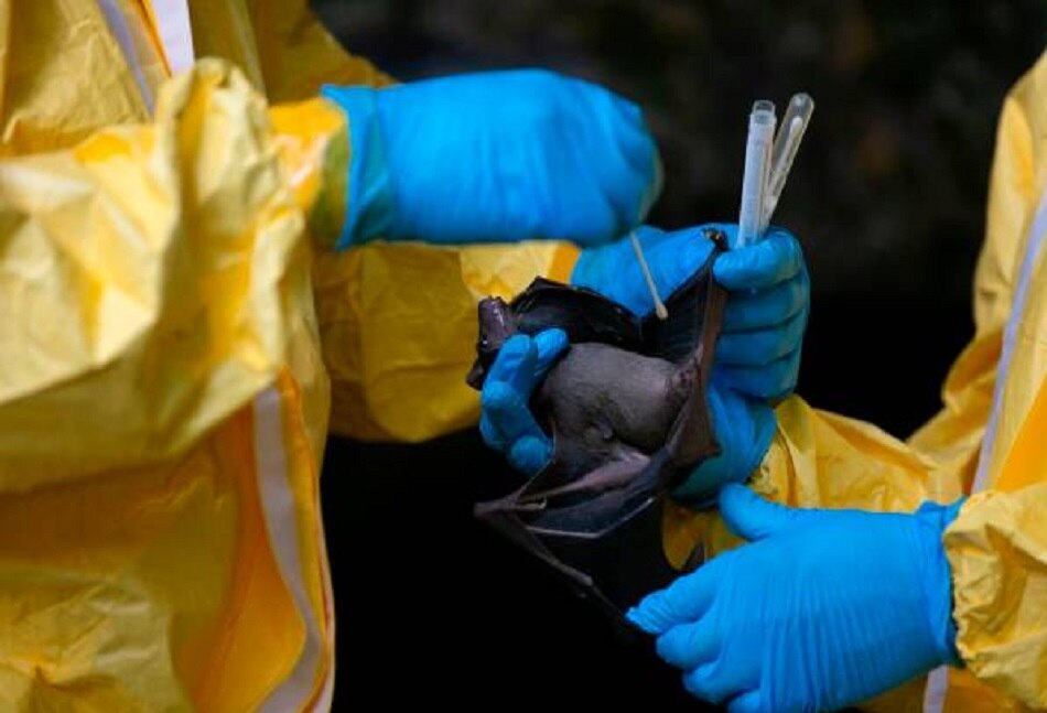 कोरोना वायरस 5