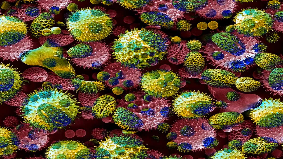 Novel Coronavirus is Seasonal