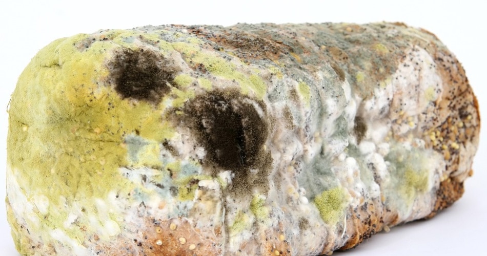 सड़ हुआ खाना