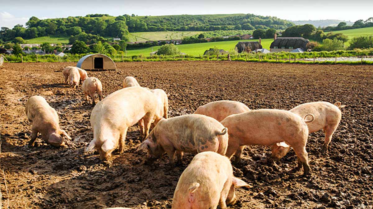 Pigs breathe oxygen via rectum