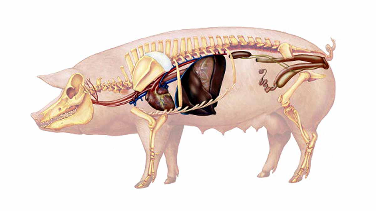 Pigs breathe oxygen via rectum