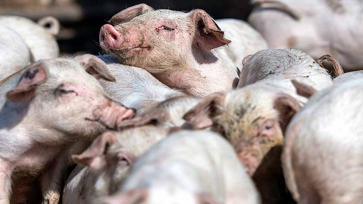 Pigs breathe oxygen via rectum