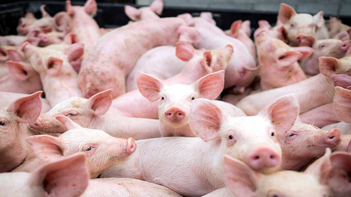 Pigs breathe oxygen via rectum