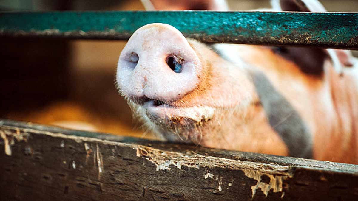 Pigs breathe oxygen via rectum