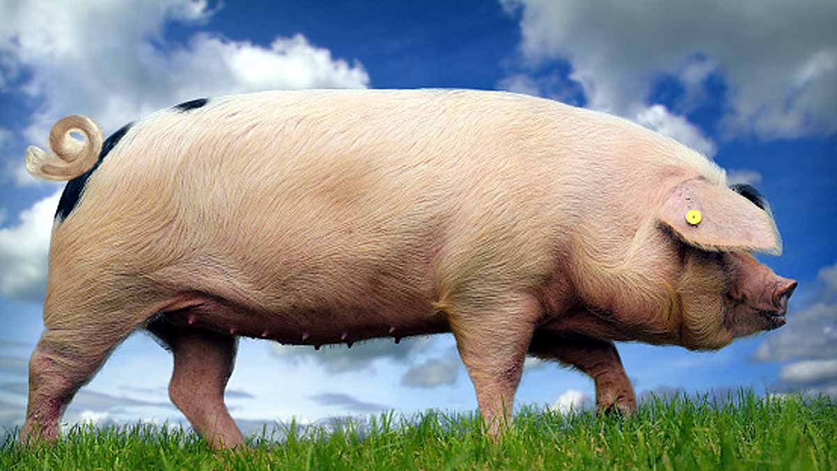 Pigs breathe oxygen via rectum