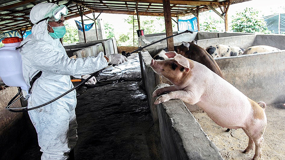 Pigs breathe oxygen via rectum