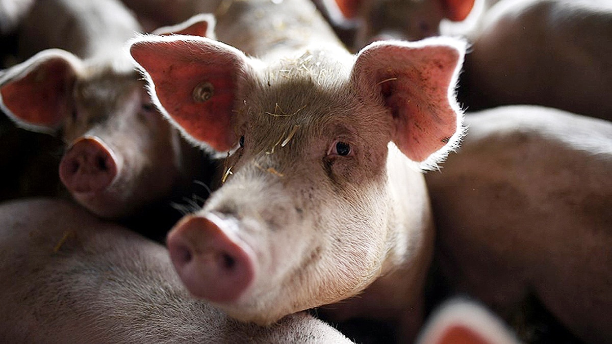 Pigs breathe oxygen via rectum