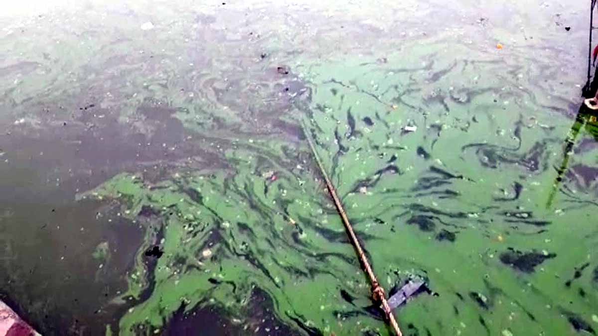 Ganga Turned Green Varanasi