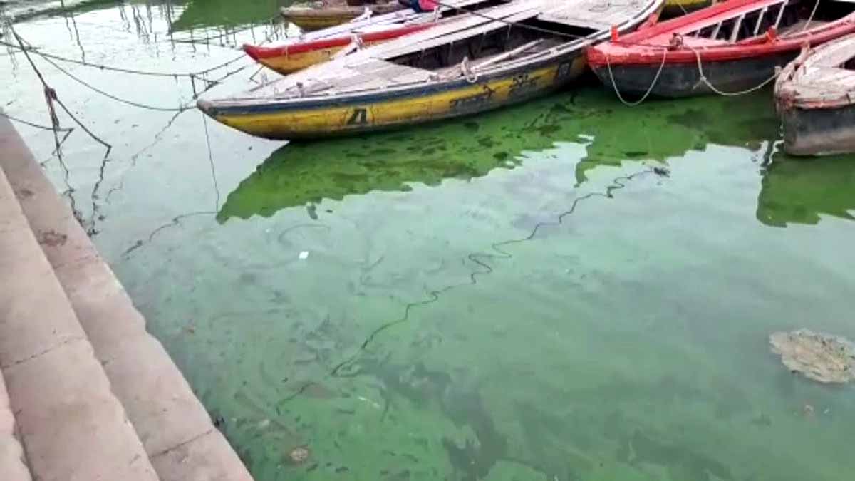Ganga Turned Green Varanasi