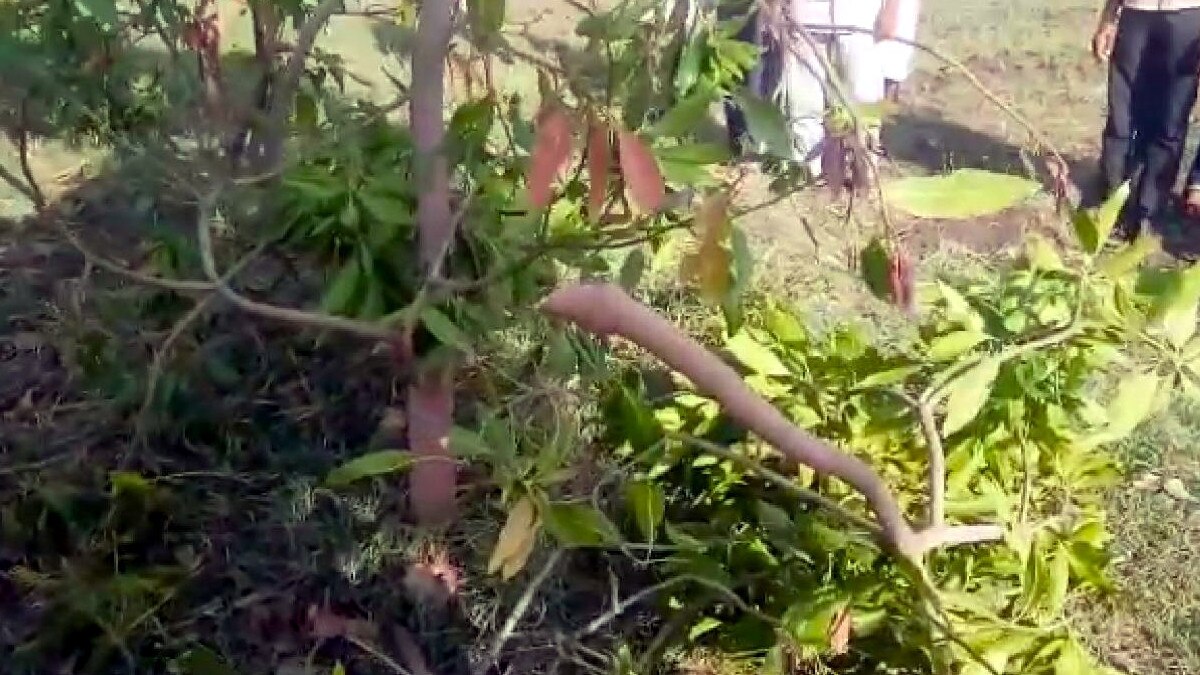 husband harassment wife