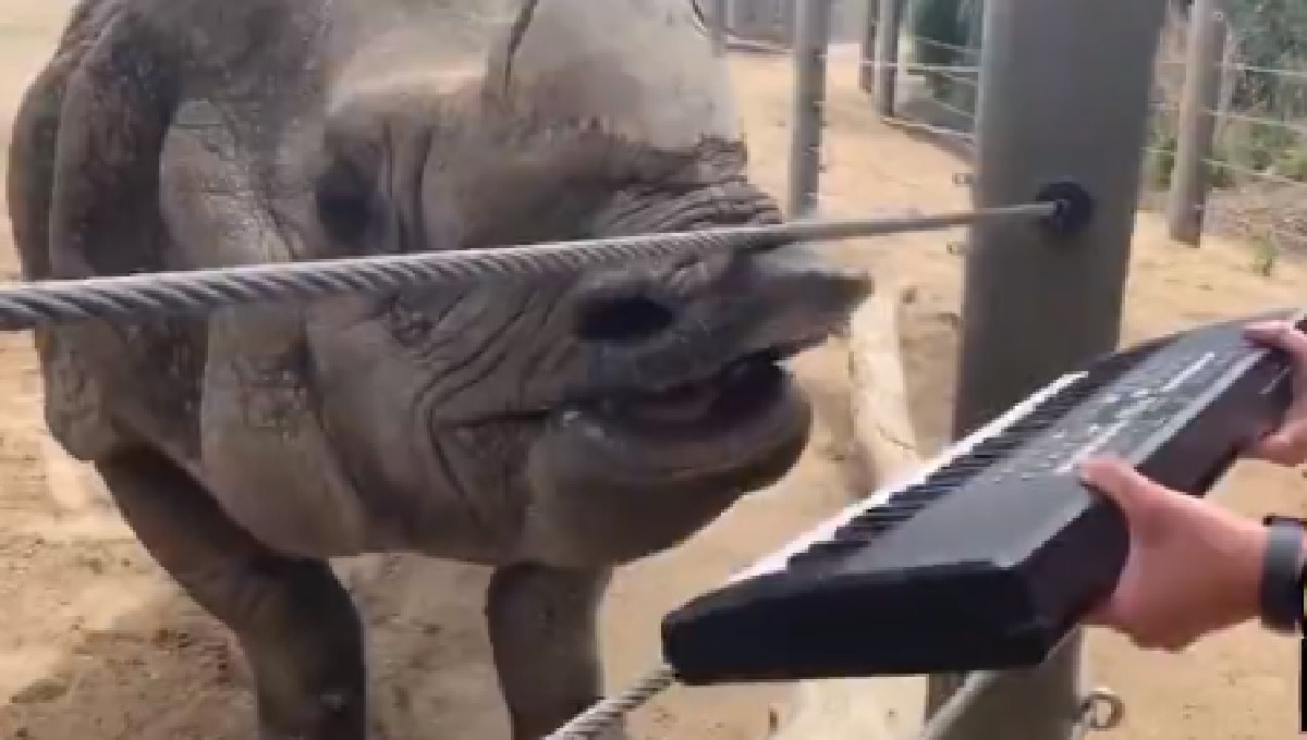 rhino plays piano