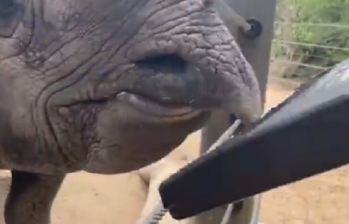 rhino plays piano