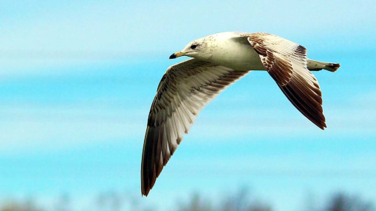 How Many Birds on Earth