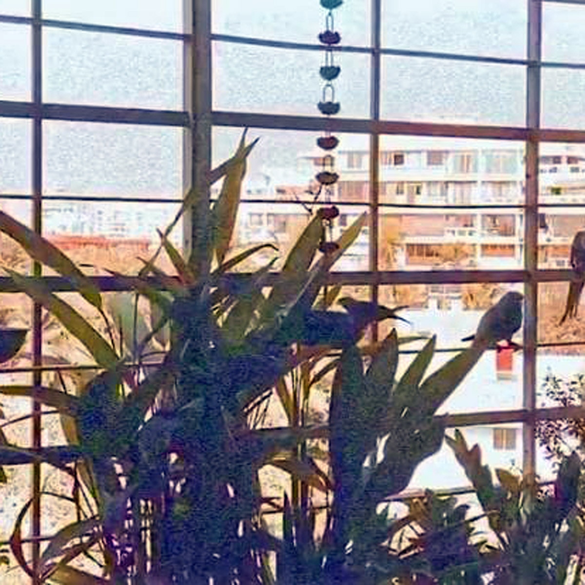 श्रद्धा कपूर का घर