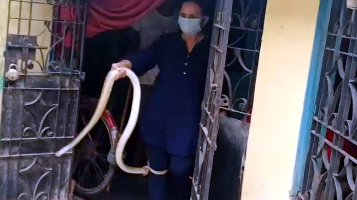 Poisonous snake houses snake saver