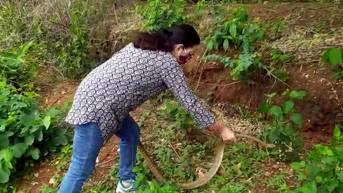 Poisonous snake houses snake saver