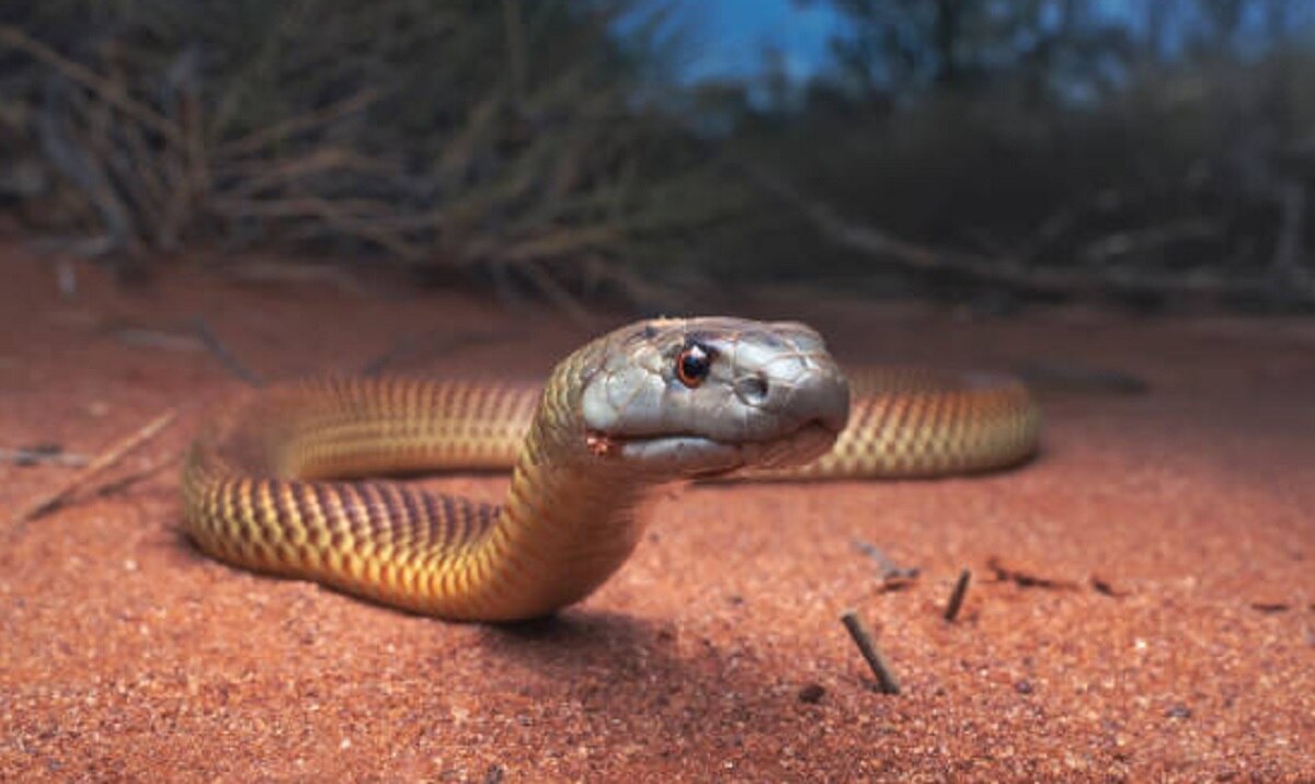 सांप को चबा गया शख्स