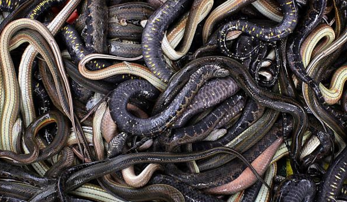 सांप को चबा गया शख्स