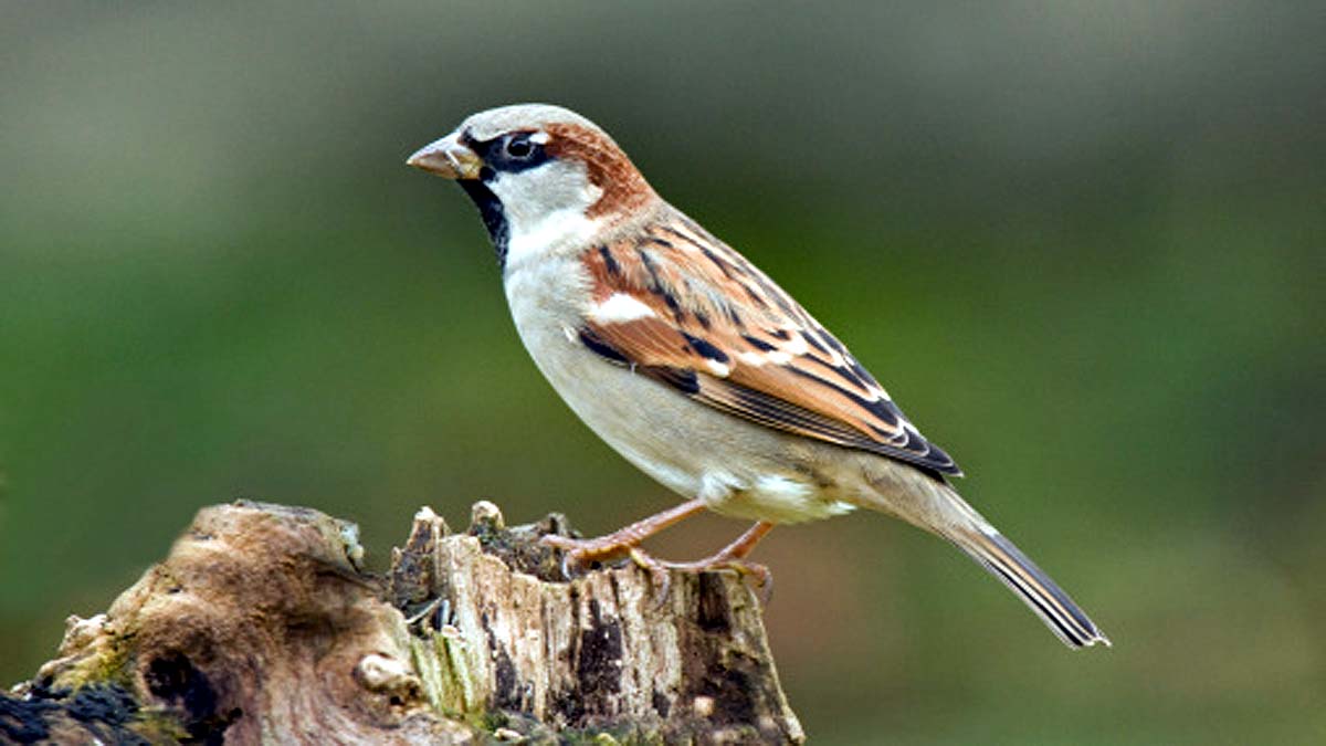 How Many Birds on Earth