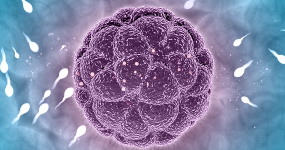 स्पर्म पर स्टडी