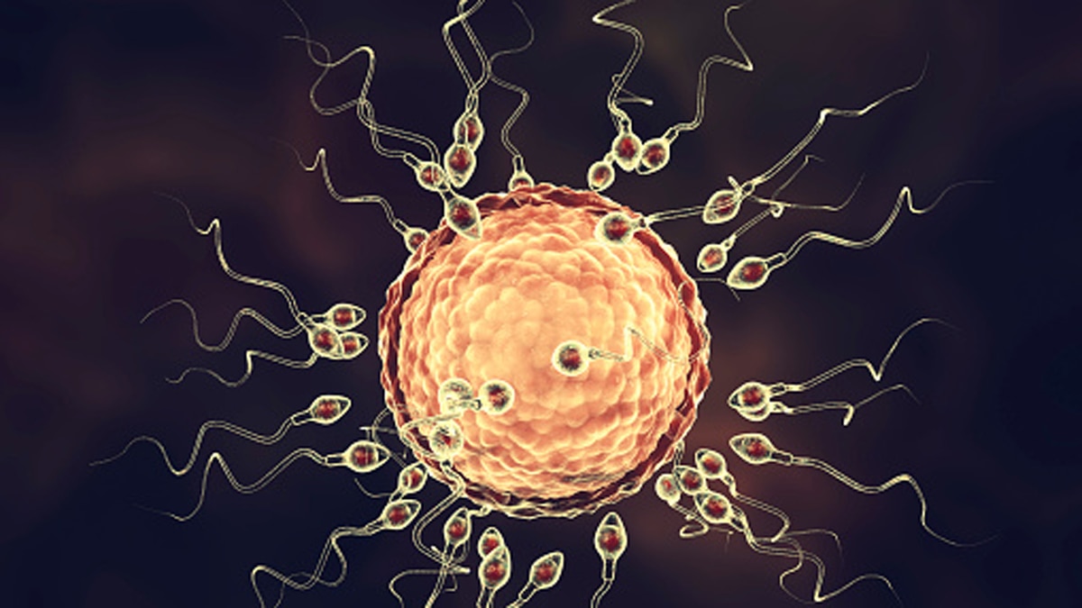 स्पर्म पर स्टडी