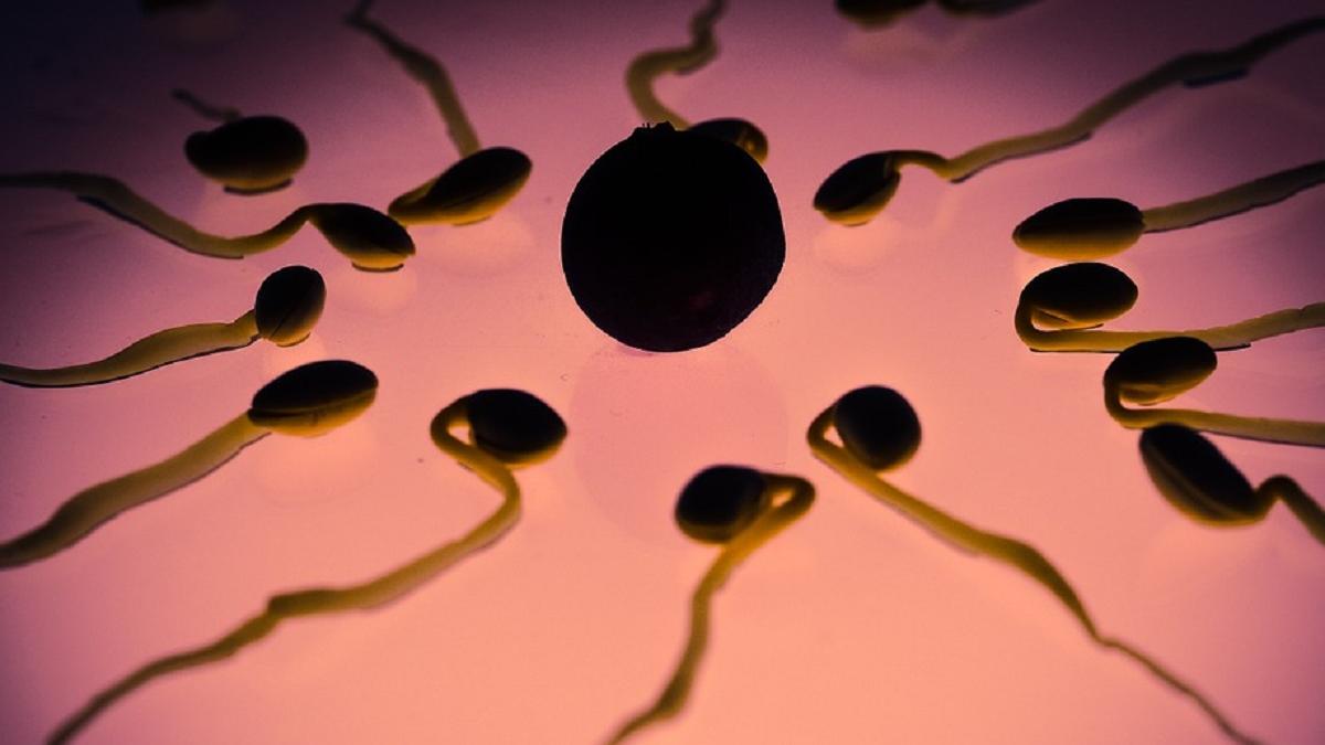 पुरुषों के स्पर्म पर आई नई स्टडी