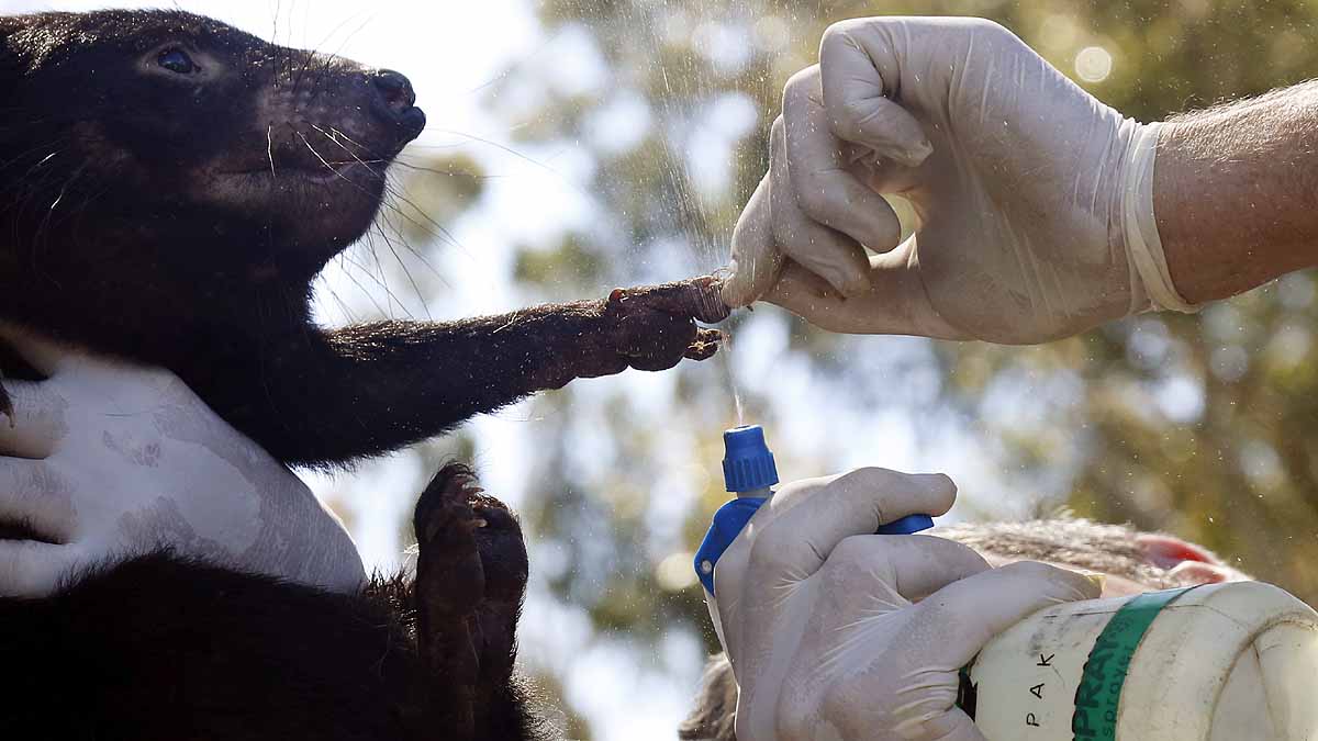 Tasmanian Devils Born in Wild