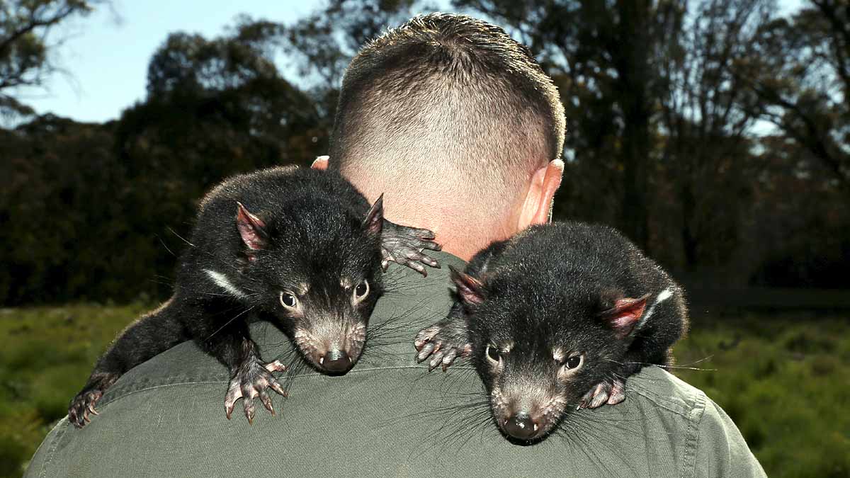 Tasmanian Devils Born in Wild