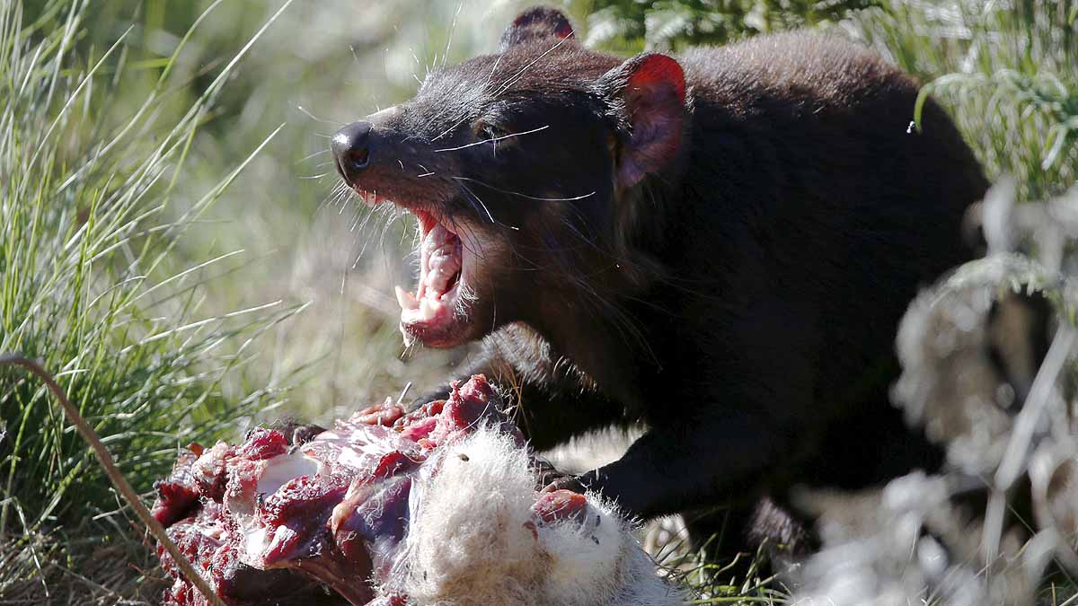 Tasmanian Devils Born in Wild
