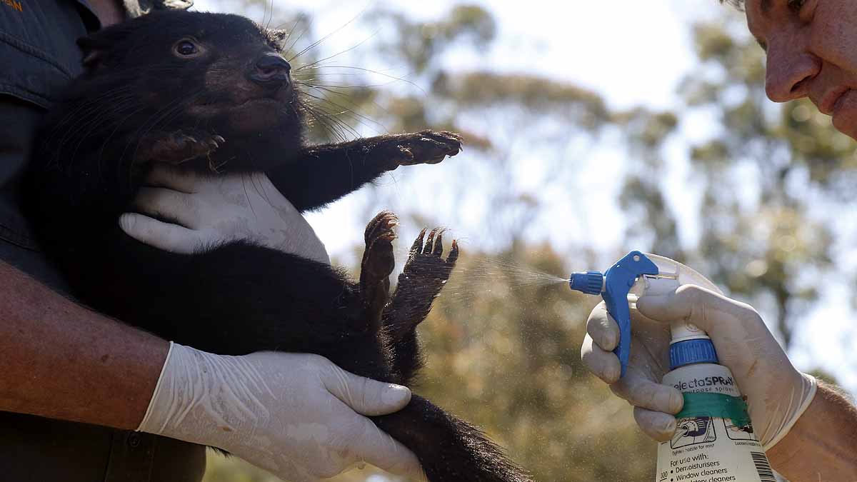 Tasmanian Devils Born in Wild