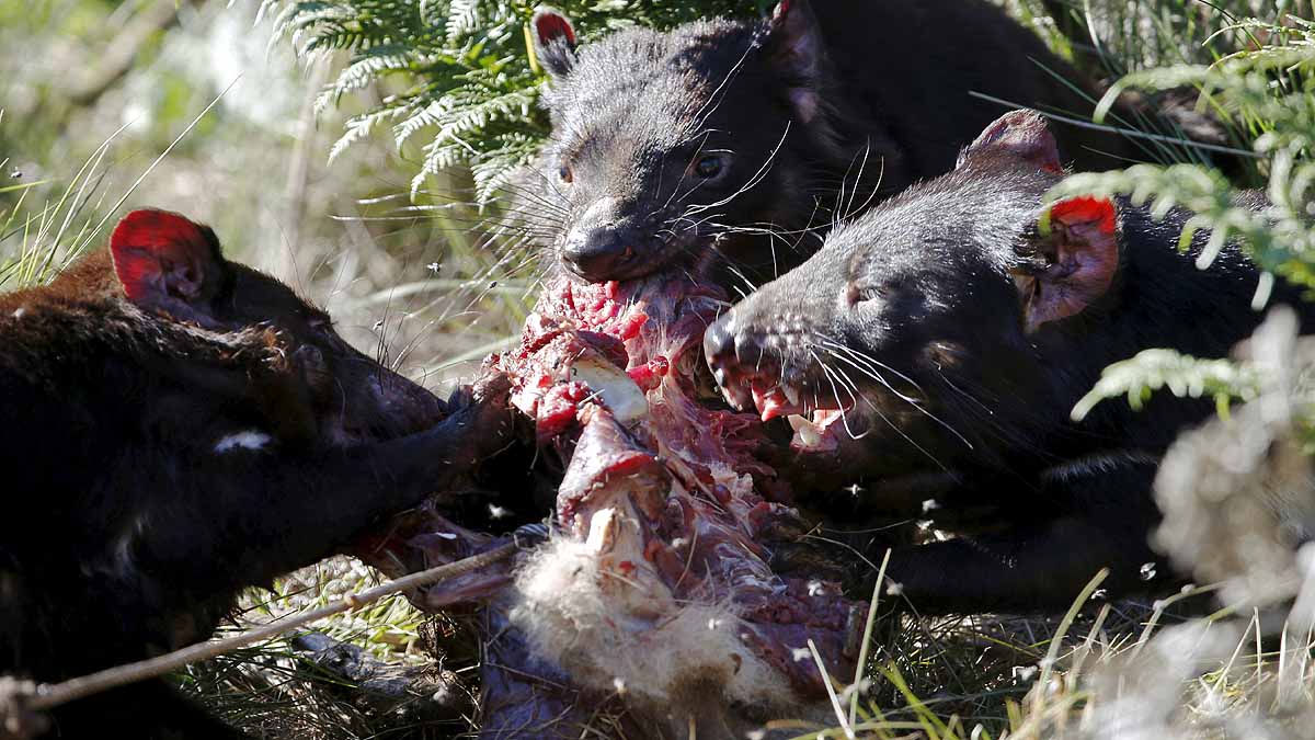 Tasmanian Devils Born in Wild