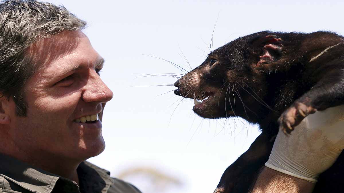 Tasmanian Devils Born in Wild