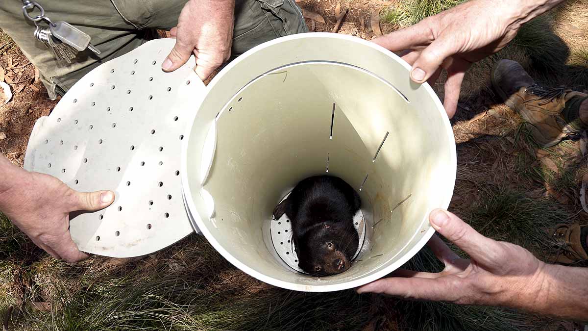 Tasmanian Devils Born in Wild