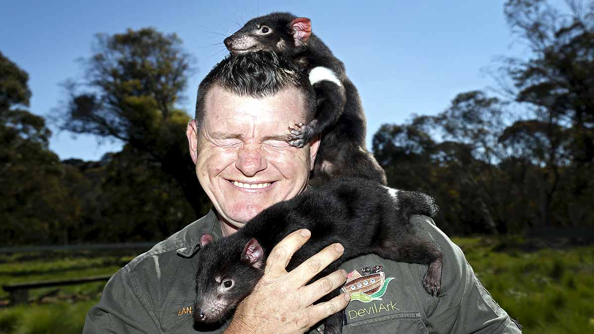 Tasmanian Devils Born in Wild